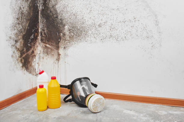 Best Black Mold Removal  in Chester Center, CT
