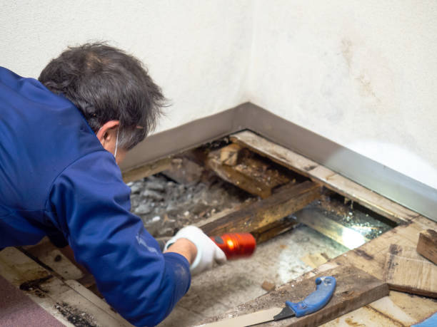 Best Attic Mold Removal  in Chester Center, CT