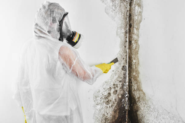 Best Professional Mold Removal  in Chester Center, CT