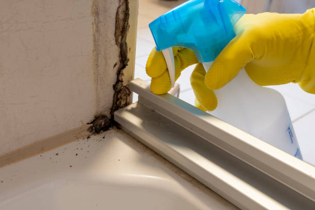 Best Commercial Mold Removal  in Chester Center, CT