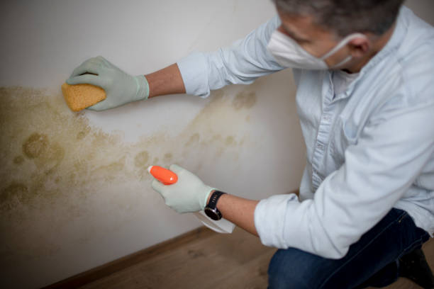 Best Toxic Mold Removal  in Chester Center, CT