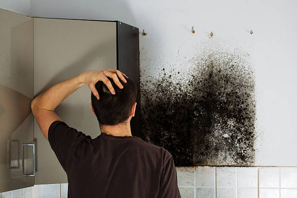 Best Crawl Space Mold Removal  in Chester Center, CT