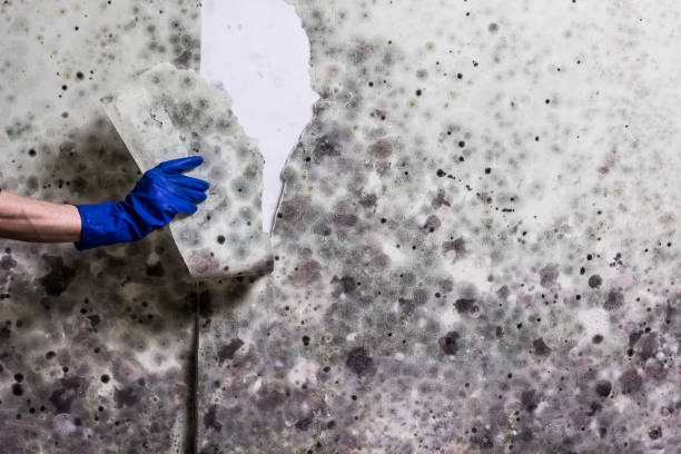 Best Mold Damage Repair  in Chester Center, CT