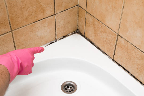 Mold Removal Process in Chester Center, CT