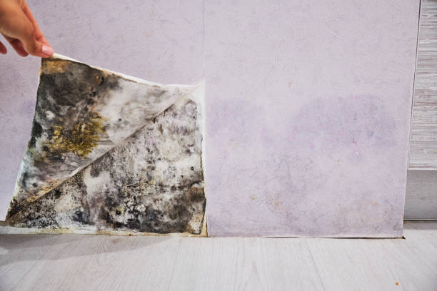 Mold Testing and Removal in Chester Center, CT